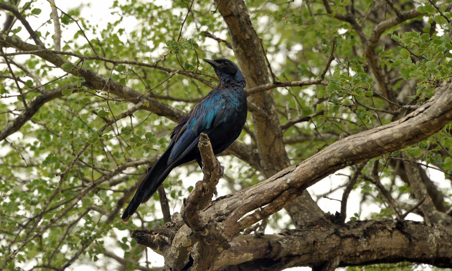 Lamprotornis australis [300 mm, 1/640 Sek. bei f / 10, ISO 1600]